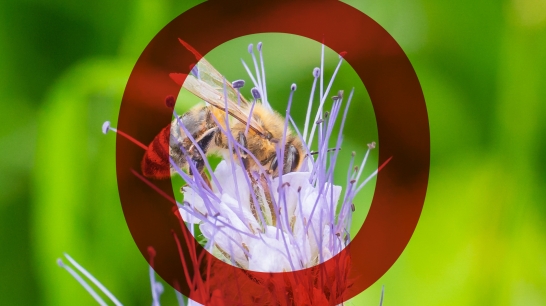 Biene auf einer Blüte