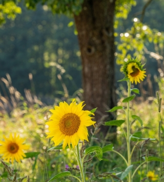 Oberbank Sonnenblumenfeld